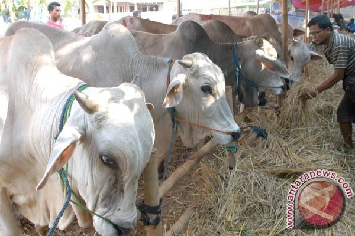 Pedagang Hewan Kurban di Pekalongan Tambah Stok