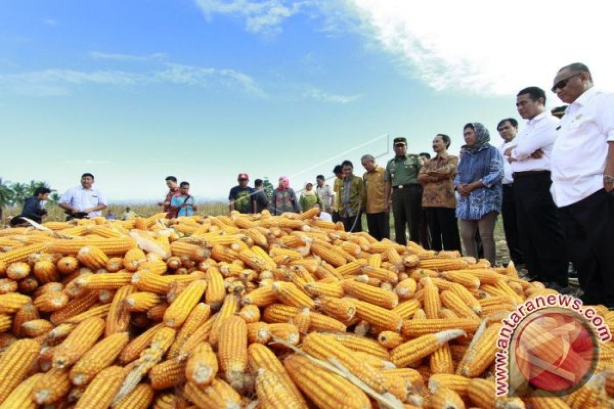 Menpan Panen Raya Jagung Di Gorontalo 