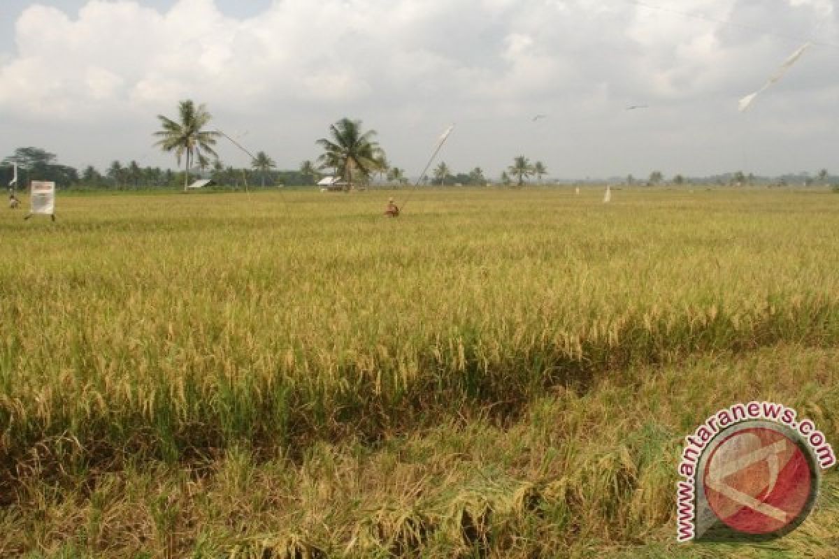 Kaltim Gelontorkan Rp352 Miliar Untuk Pembangunan Irigasi 