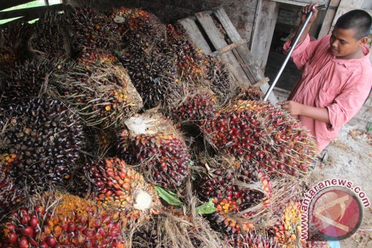 Harga TBS CPO Riau naik Rp16,08/kg