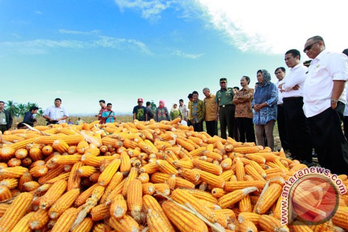 Petani Gorontalo sulit jual jagung, anggota DPRD prihatin