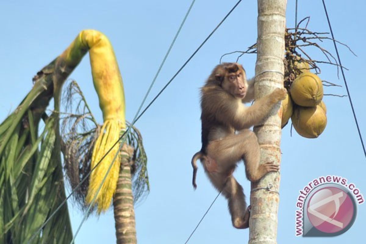 BKSDA Evakuasi Seekor Beruk Jantan