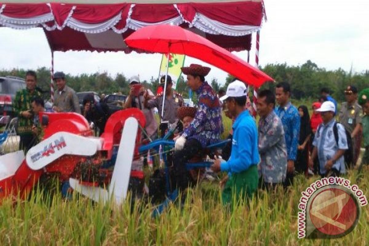 Barito Utara Kembali Panen Padi, Bupati Minta Petani Bersungguh-Sungguh