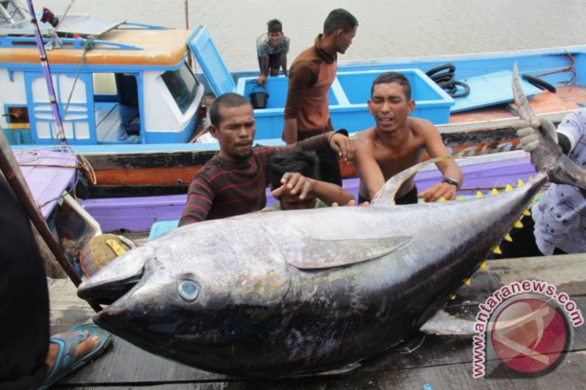 Tangkapan tuna meningkat di Lhokseumawe