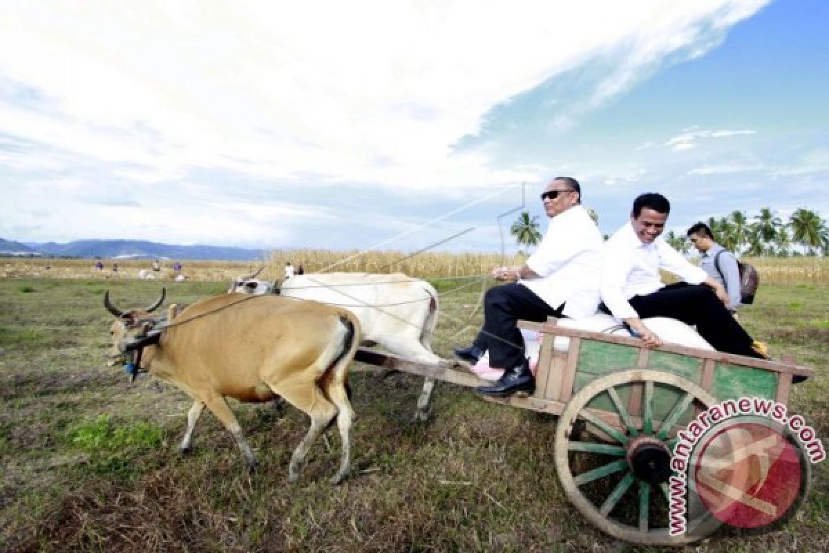 Distan Gorontalo Siapkan Panen Jagung Untuk Jokowi