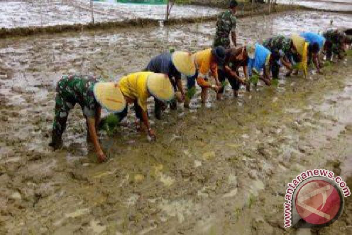 Tapanuli Selatan Tanam Padi Serentak