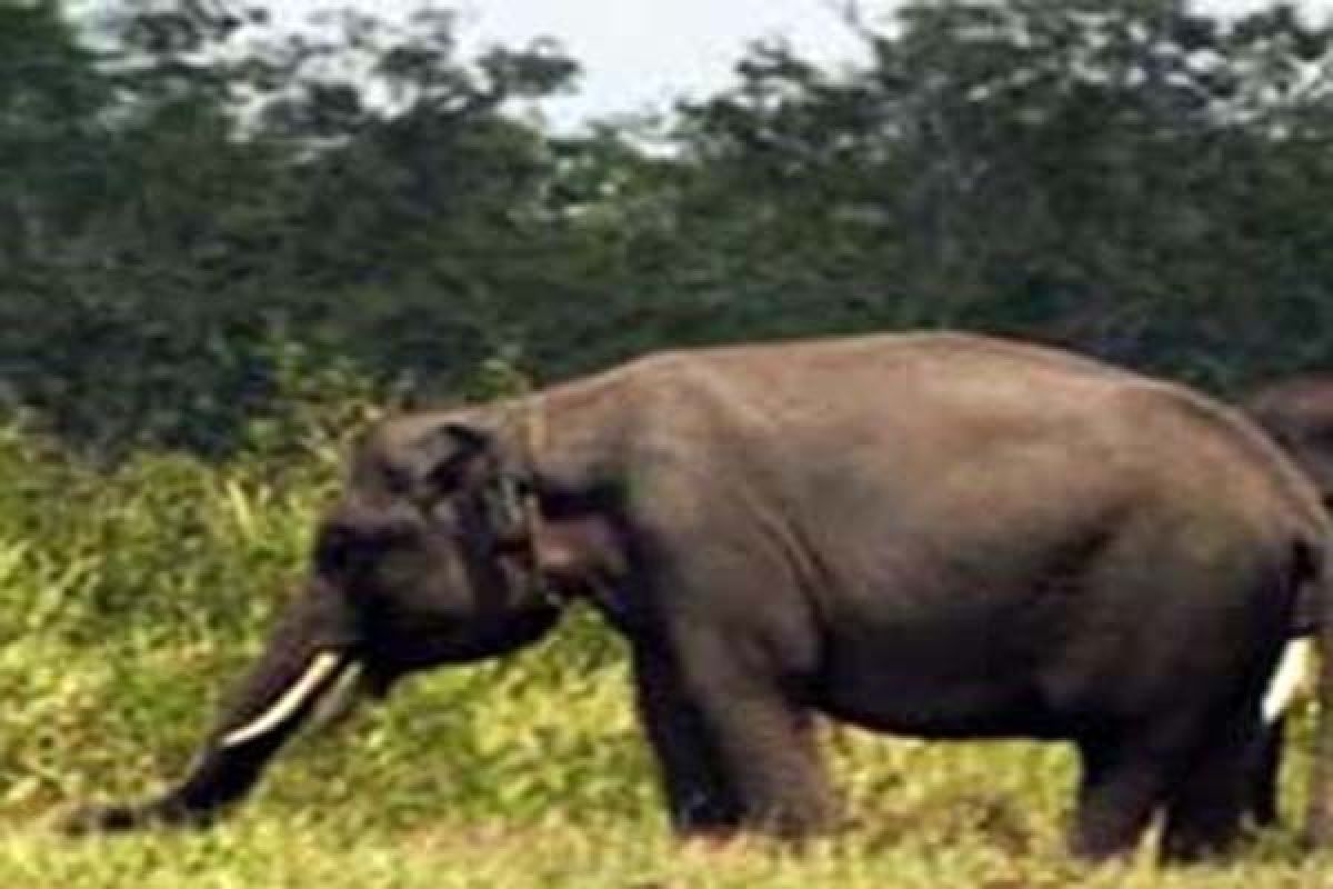 LSM Ajak Tingkatkan Dukungan Konservasi Gajah Sumatera 