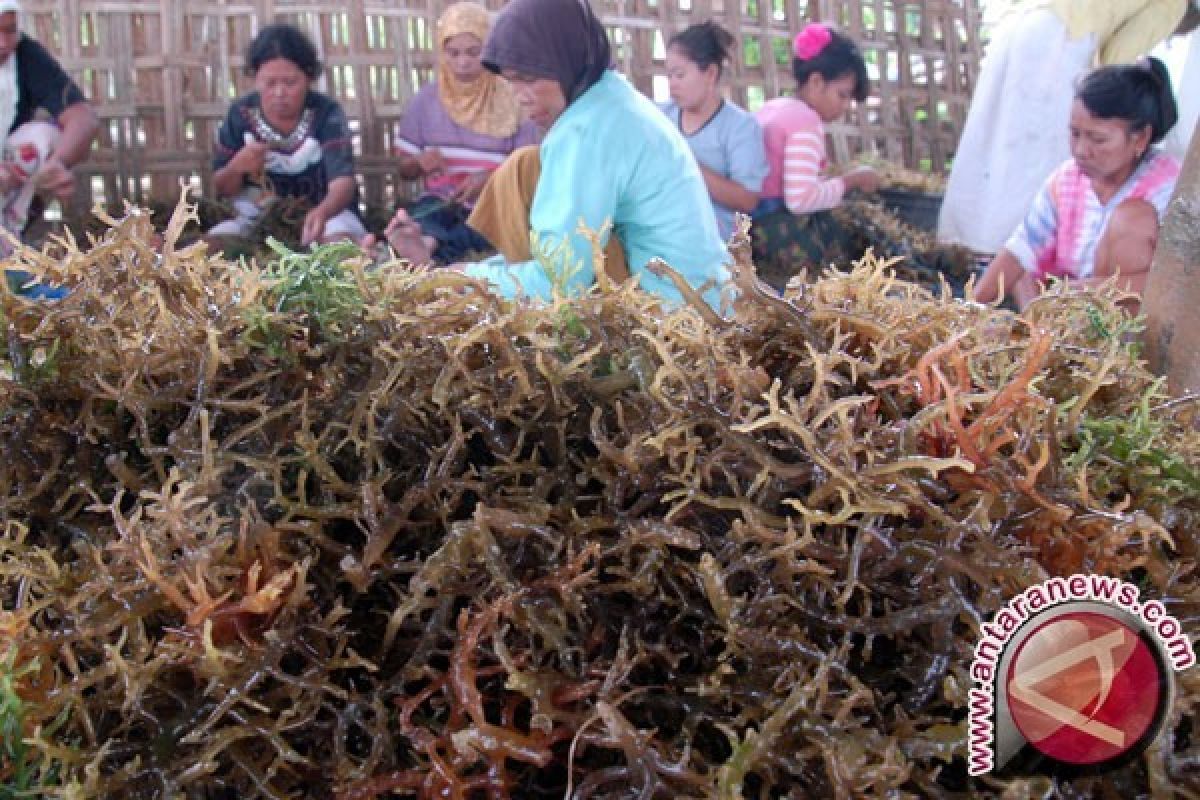 Rumput laut harta karun sektor kelautan nasional