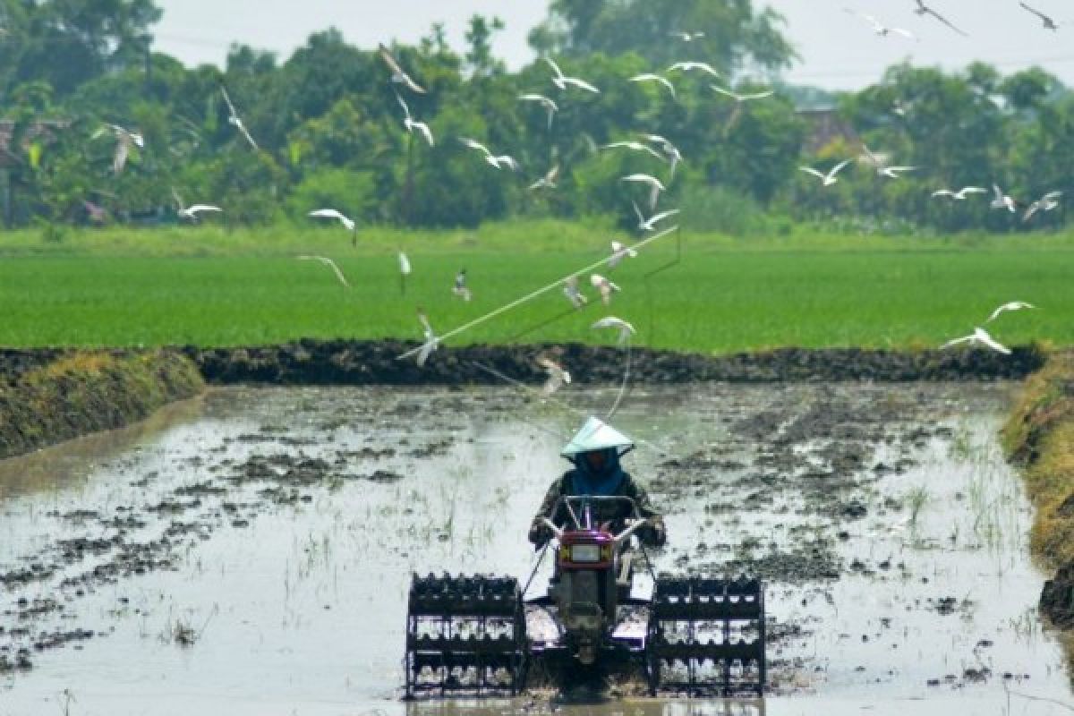 Dirjen: Program Ketahanan Pangan harus Optimal