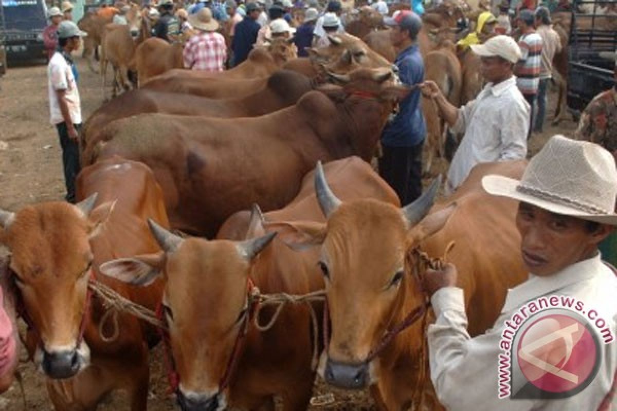 Seekor sapi kurban di Bojonegoro masuk sungai