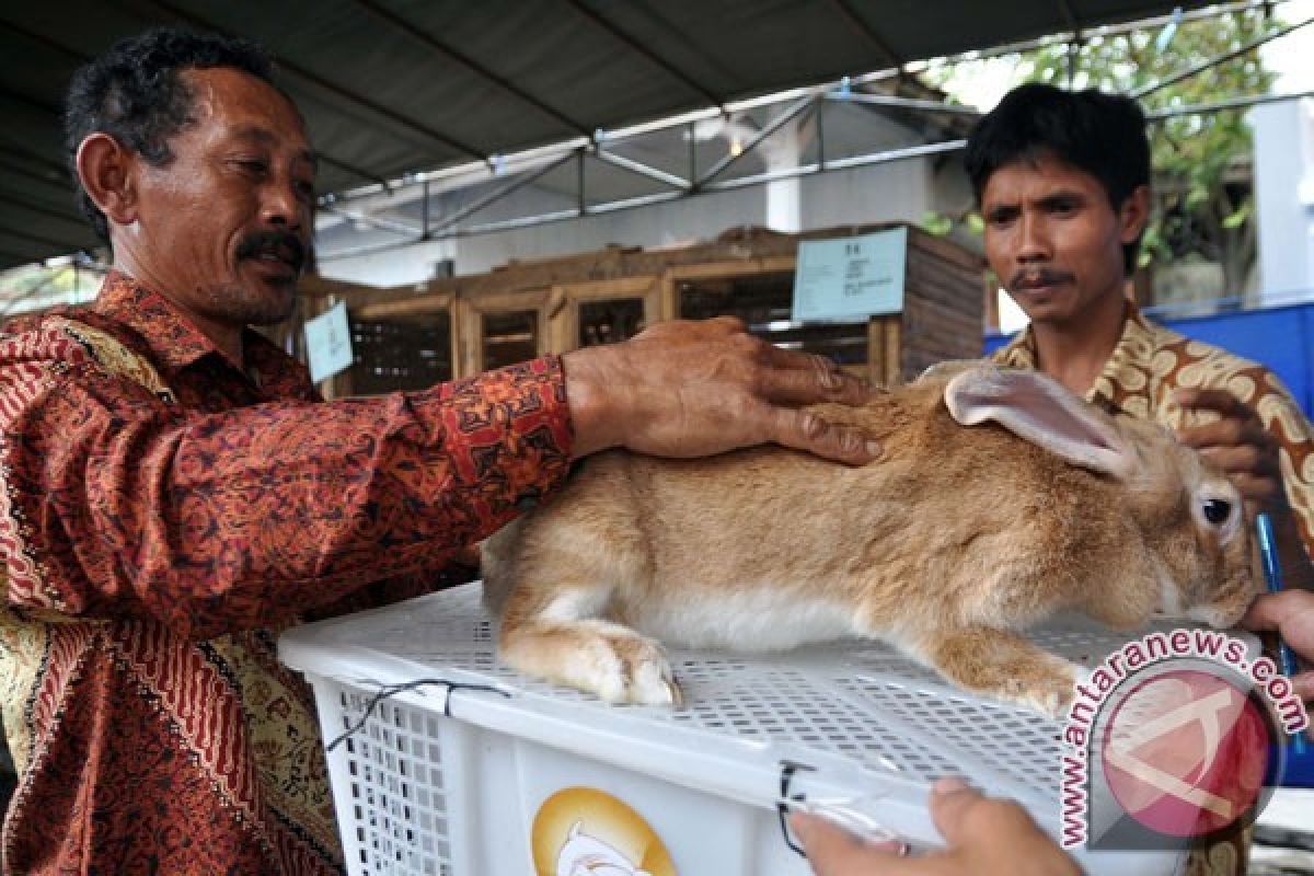 Pakan Kelinci Fermentasi Buatan Mahasiswa Ampuh untuk Penggemukan