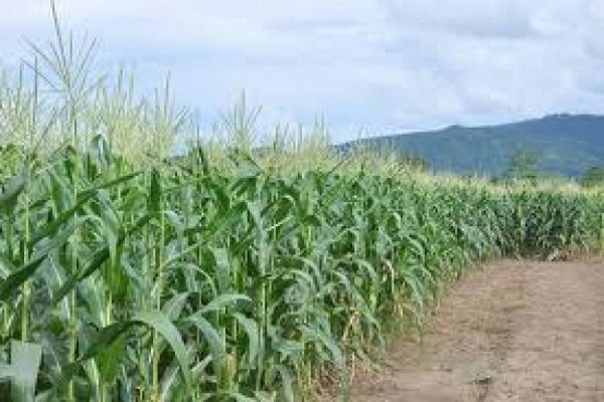 Kabupaten Waykanan Dapatkan 10 Ribu Hektare Untuk Tanaman Jagung