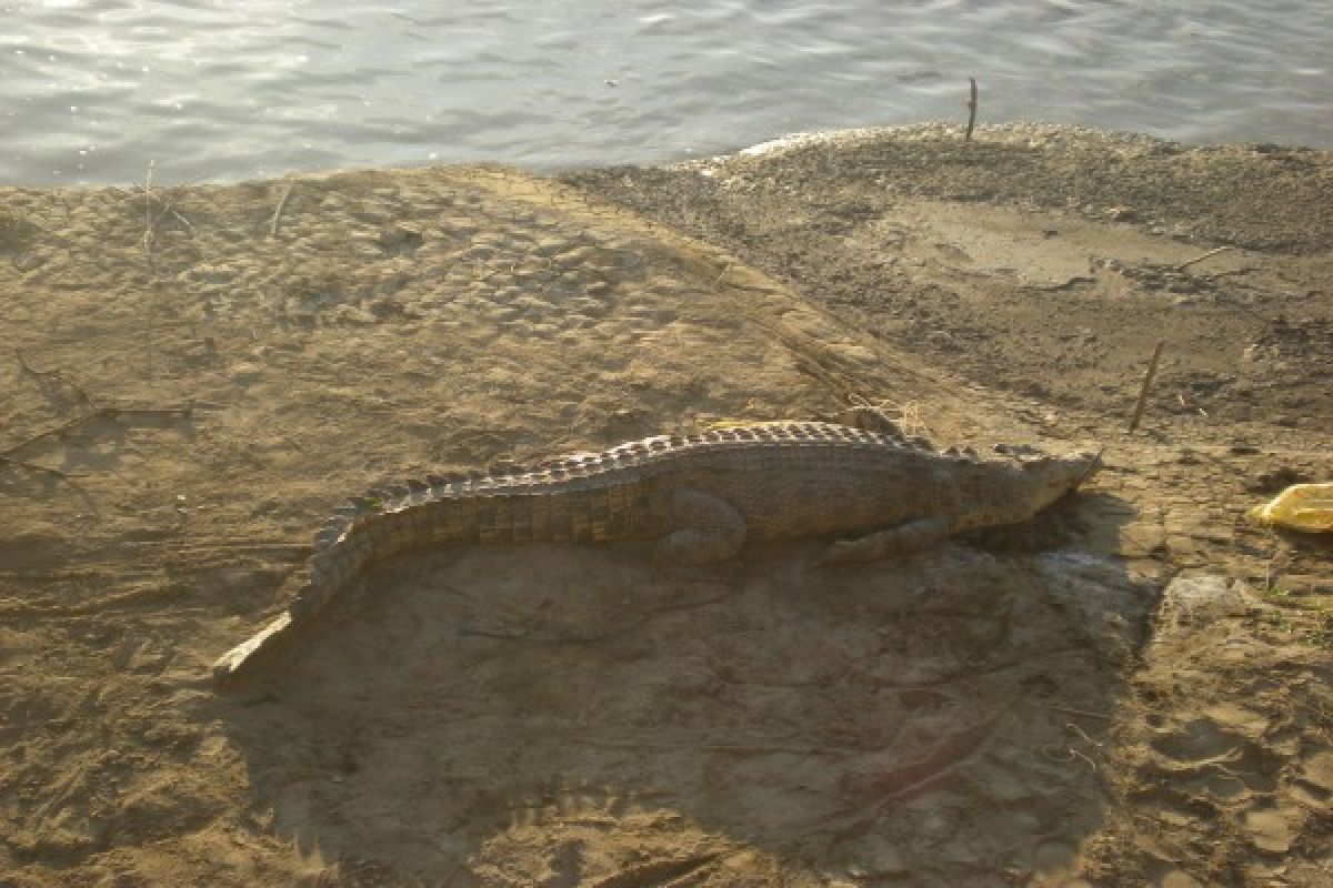Crocodiles roam about at beaches, disrupt Kupang`s tourism