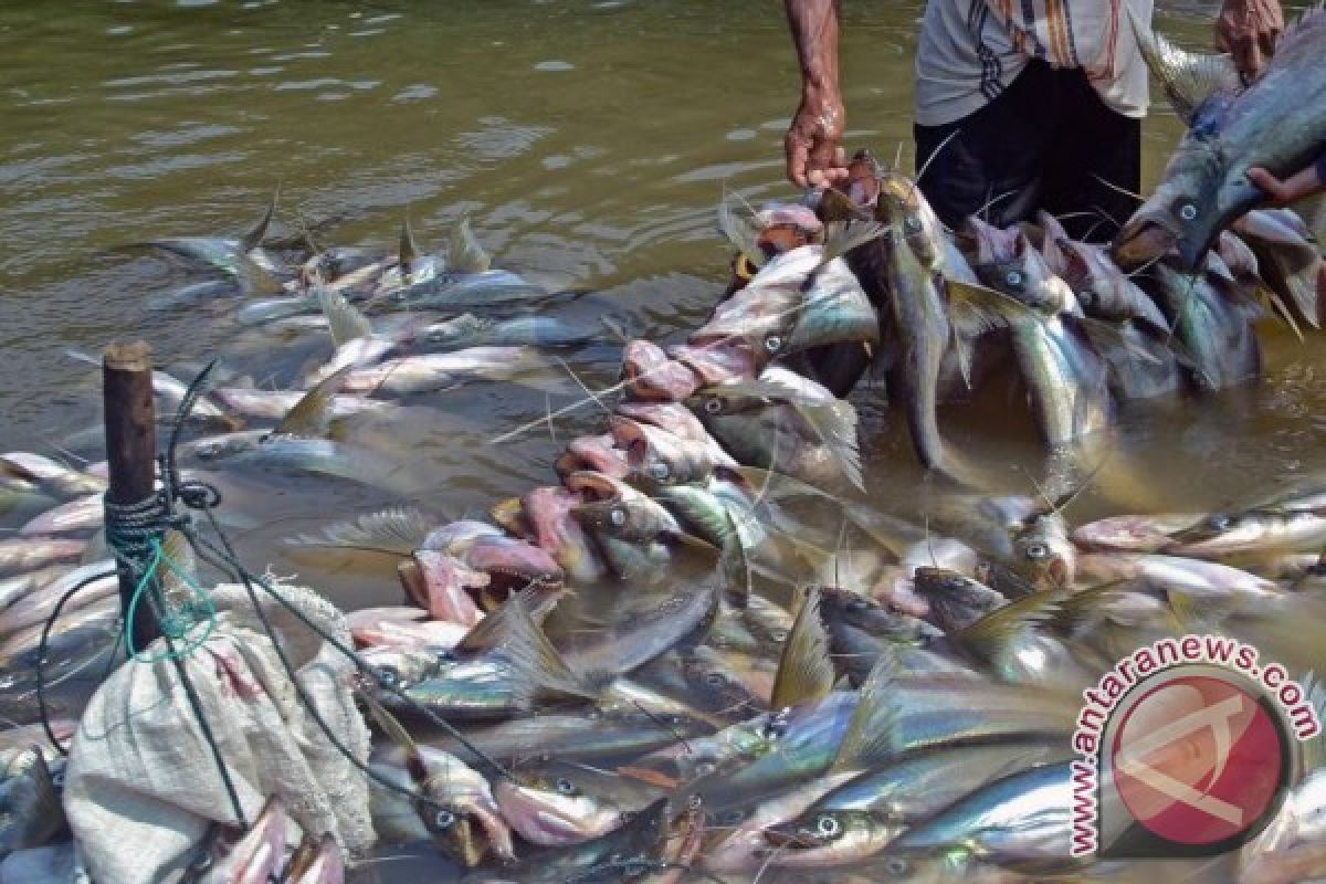 Orang Tua Diminta Membudayakan Makan Ikan