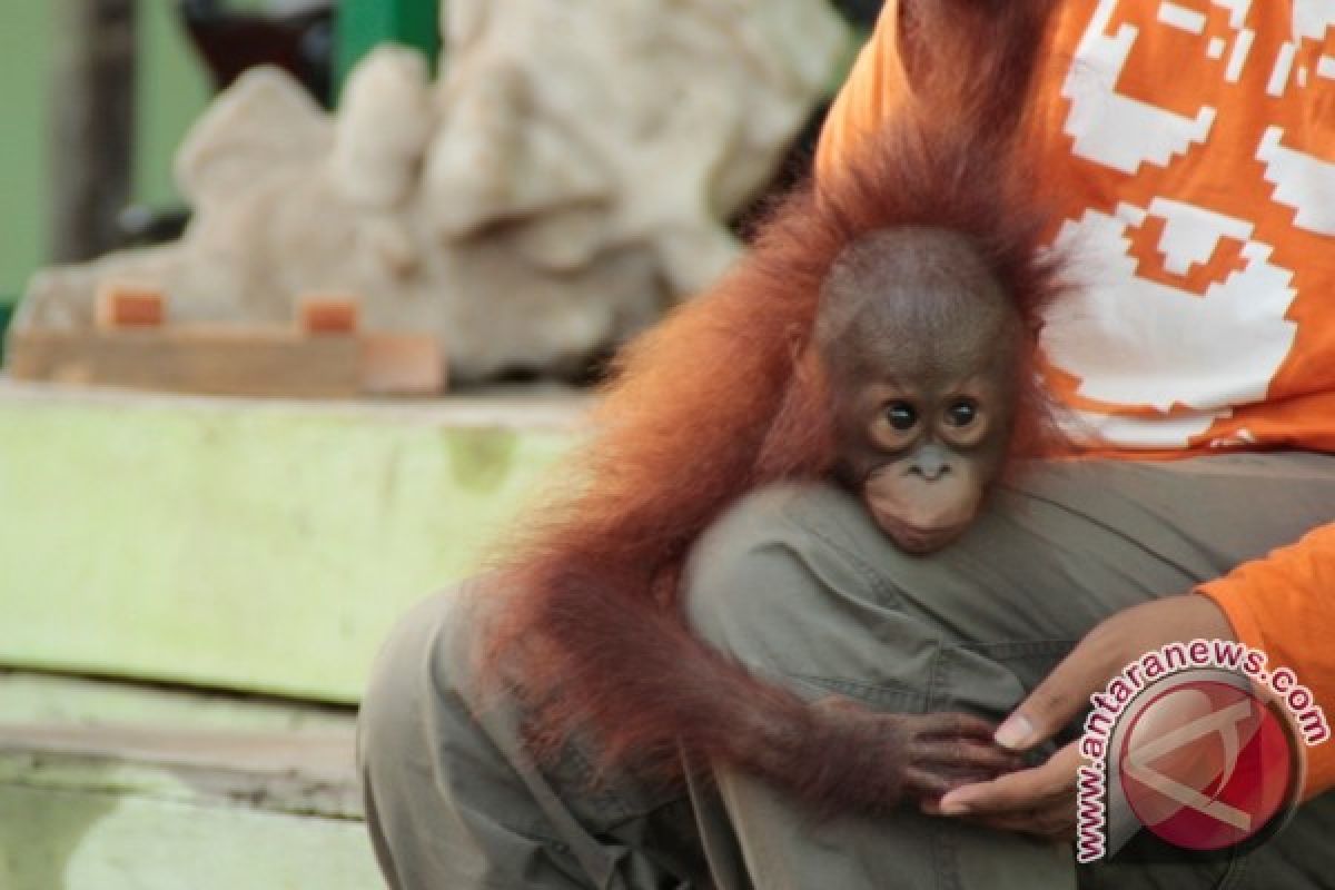 BKSDA Amankan Orangutan dari Warga Seruyan 