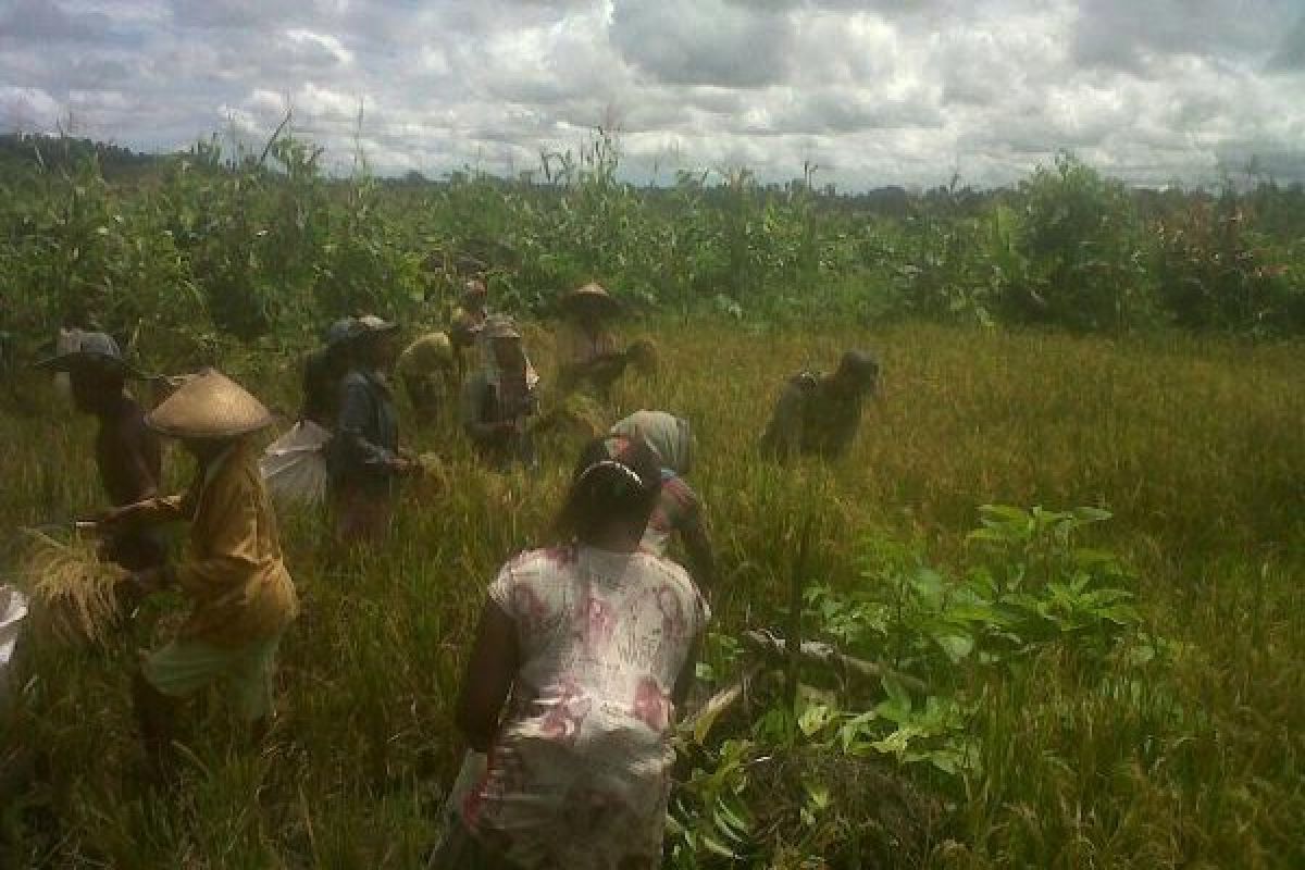 Babinsa 1705-04/Napan dampingi petani panen padi