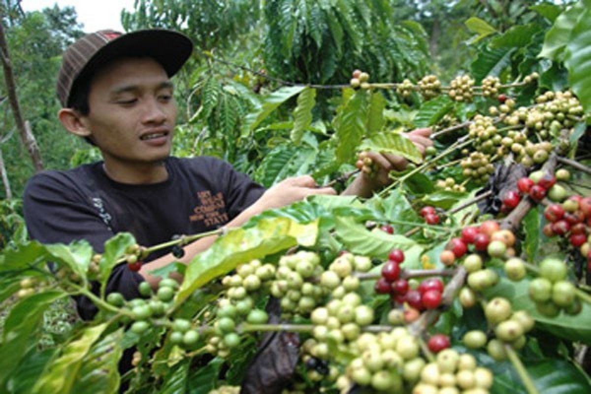 Petani kopi Lampung hasilkan 5 ton/ha  