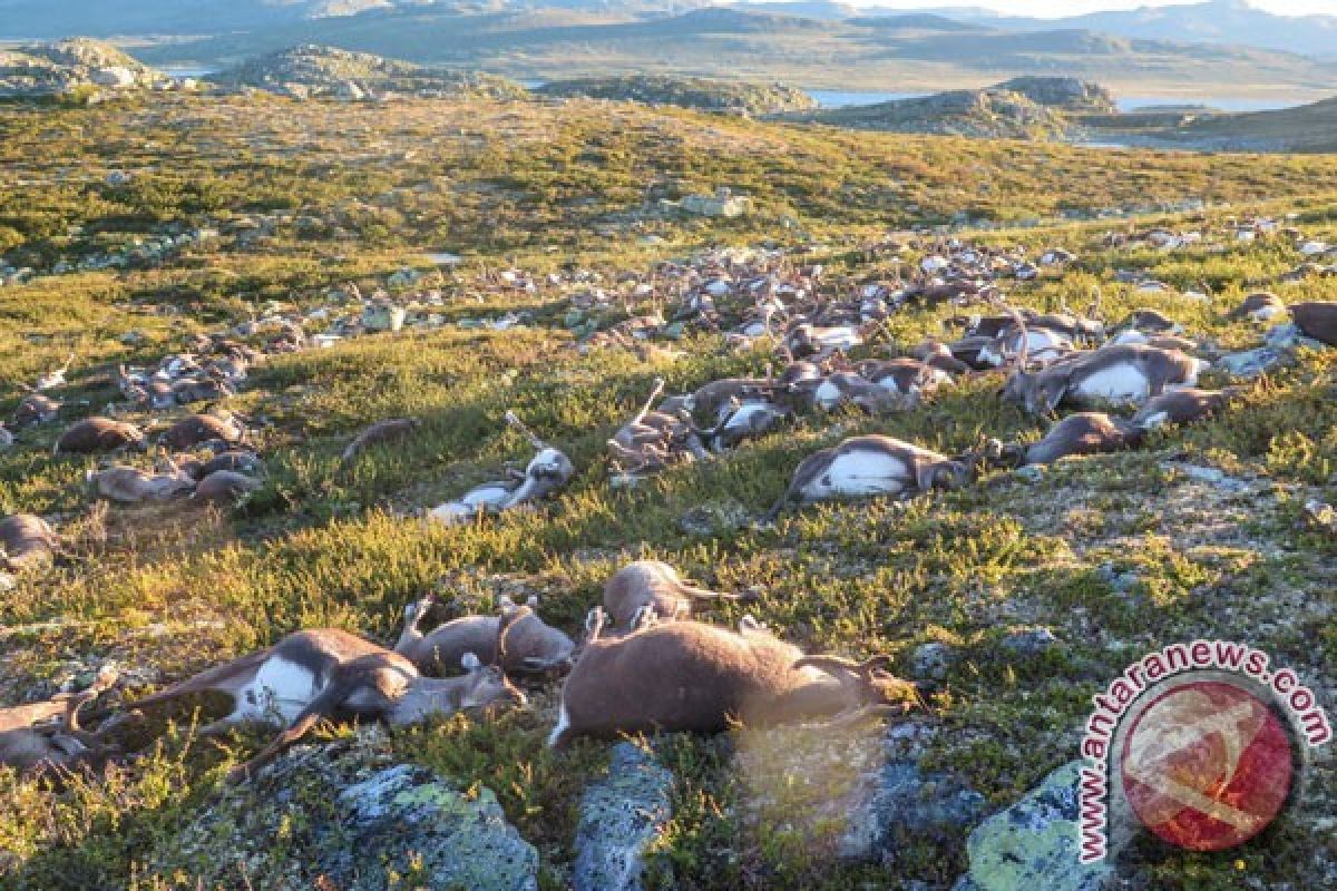 Badai kilat tewaskan ratusan rusa kutub di Norwegia