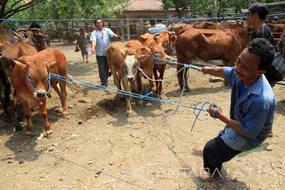 Pedagang Keluhkan Stagnasi Harga Sapi di Tulungagung