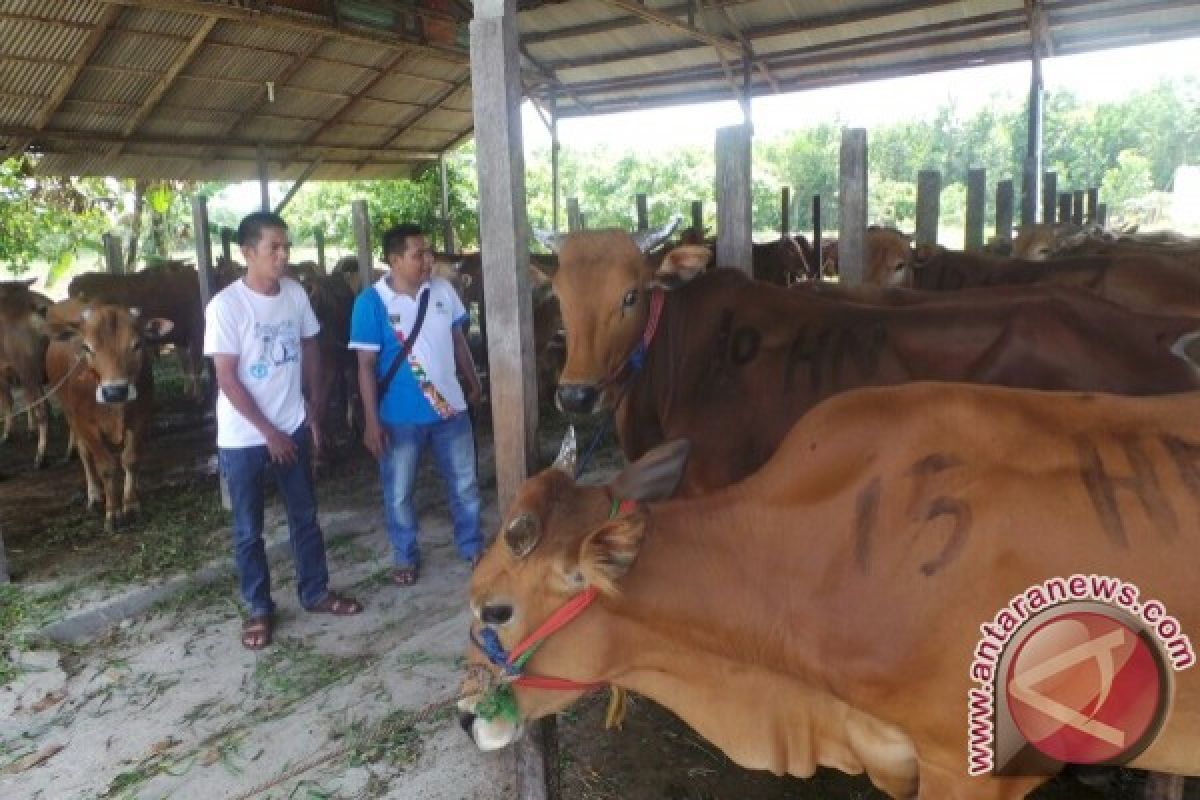 Harga Sapi Kurban di Sampit Naik Rp2 Juta