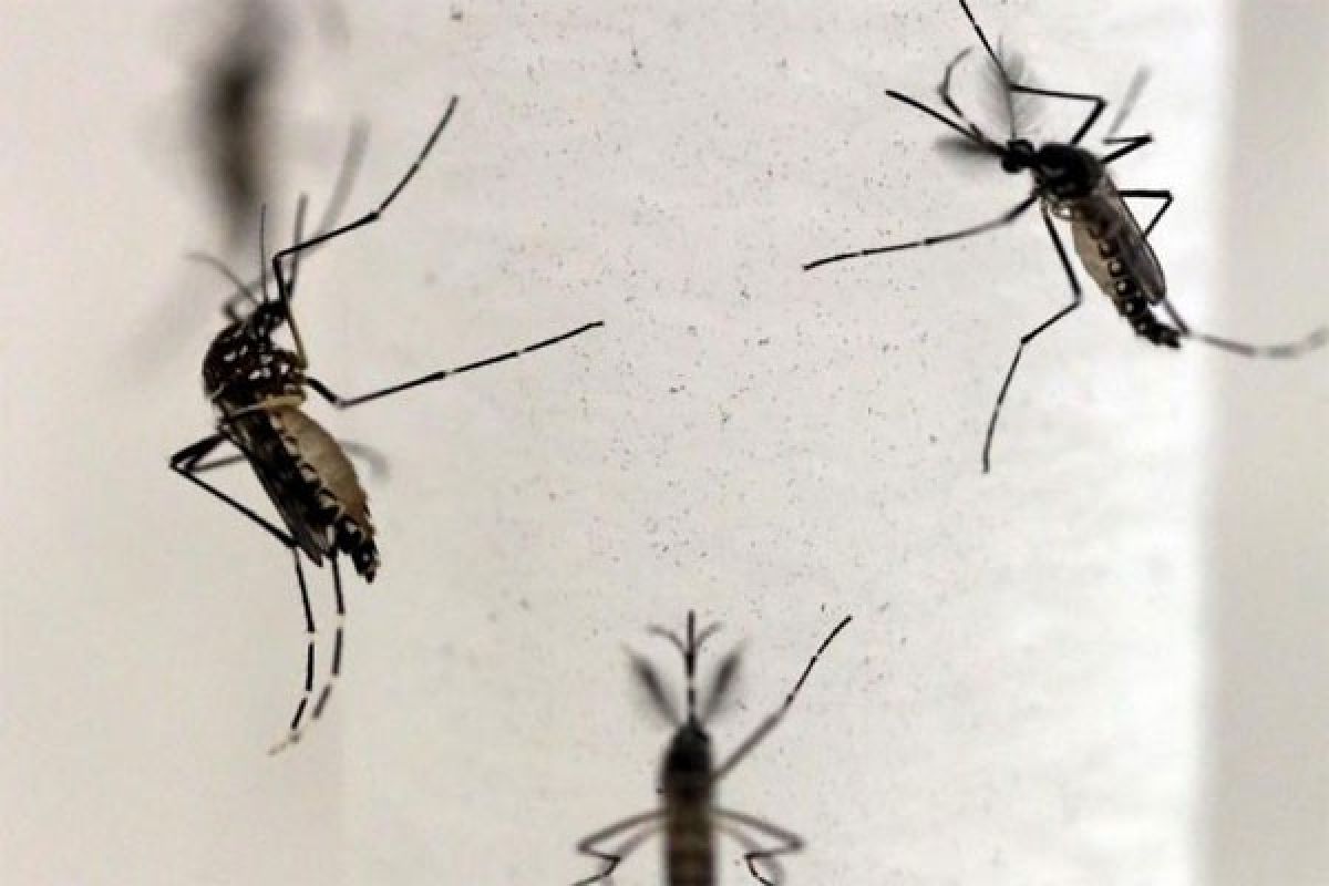 WHO: Zika kemungkinan menyebar di Asia Pasifik