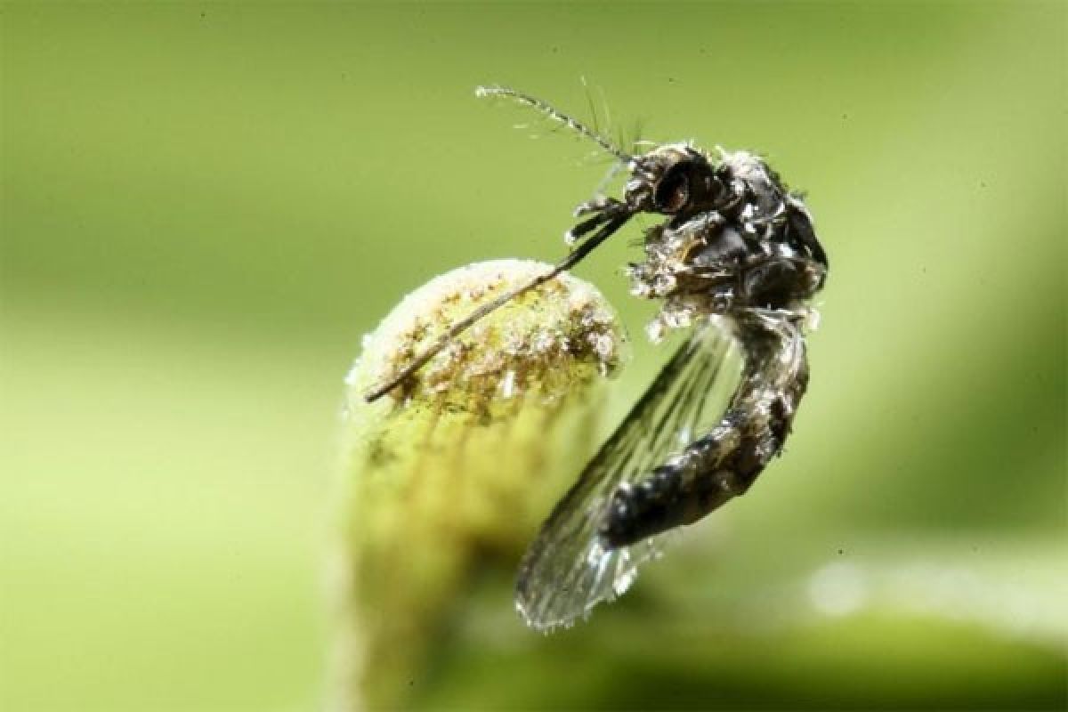 Filipina laporkan kasus pertama ibu hamil terjangkit Zika