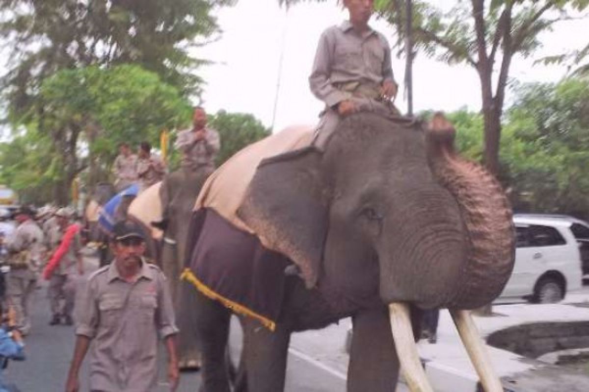 Empat Ekor Gajah Sumatera Ikut Ramaikan HUT Riau Ke-59