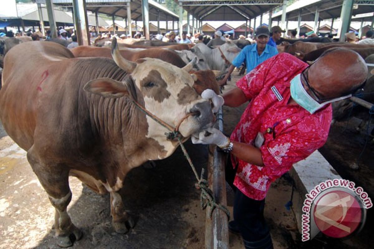 2.000 sapi divaksin cegah penyakit ngorok