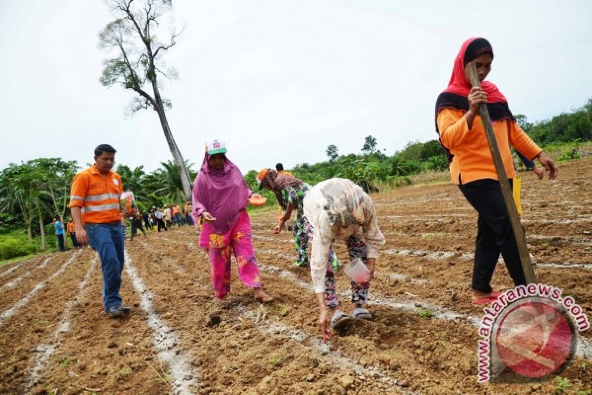 Tambang Emas Dukung Masyarakat Upayakan Swasembada Jagung