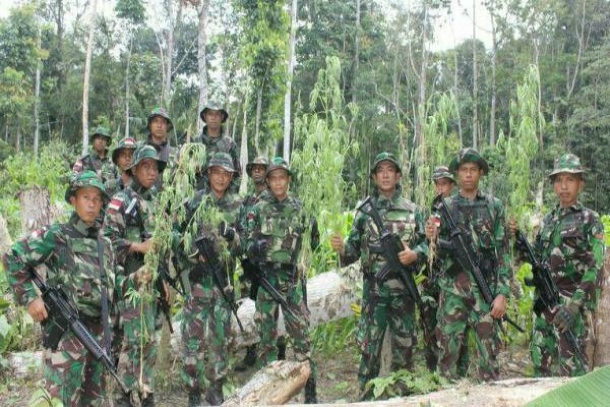 Satgas Yonif 516/CY temukan ladang ganja di perbatasan RI-PNG