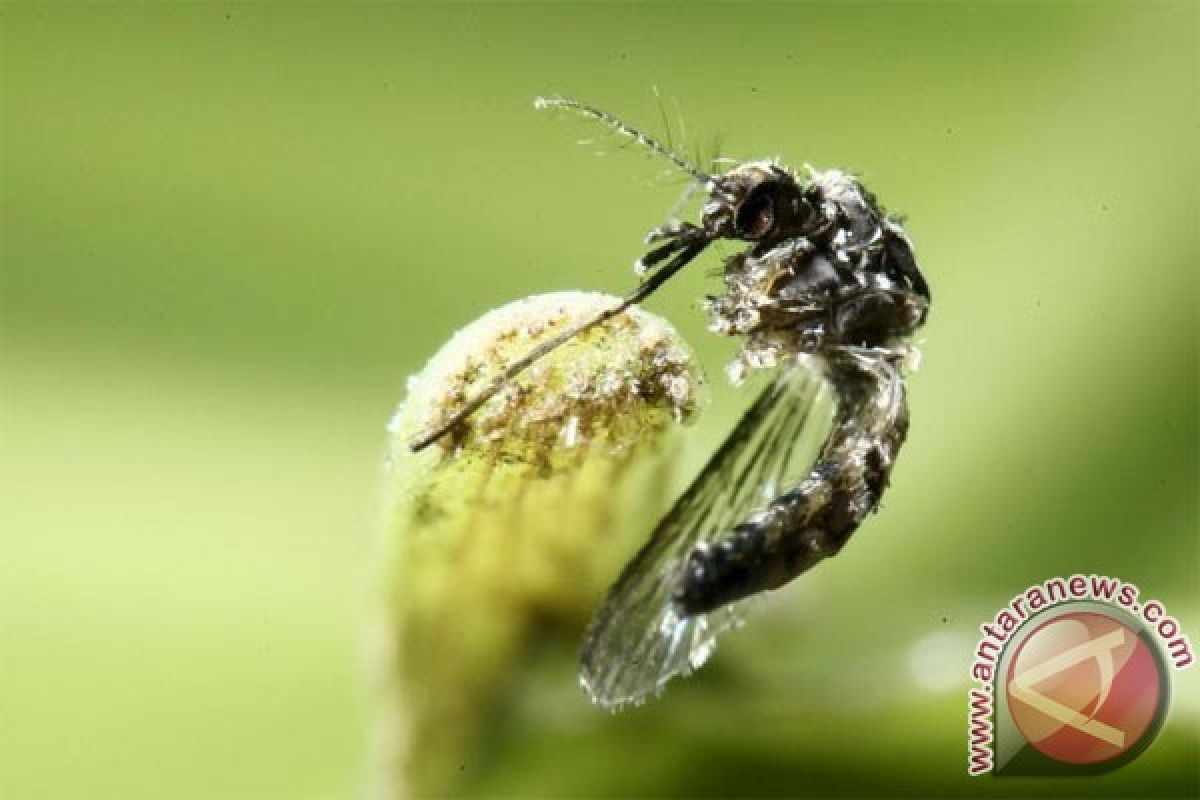 AS identifikasi nyamuk pembawa Zika di Florida