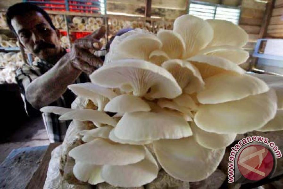 LIPI promotes mushrooms as alternative nutritious food