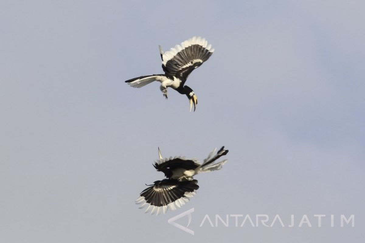 Burung Kangkareng Perut Putih