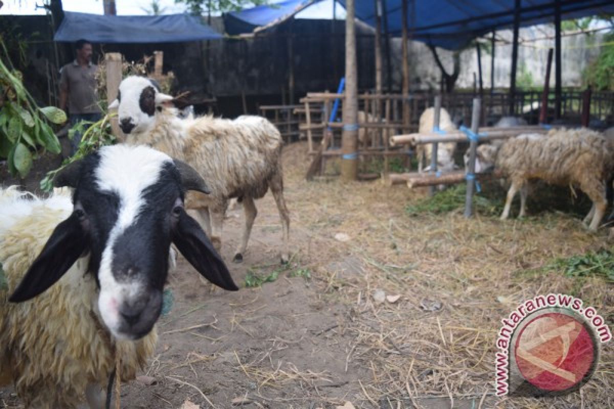 RPH Gwangan intensifkan layanan penyembelihan hewan kurban