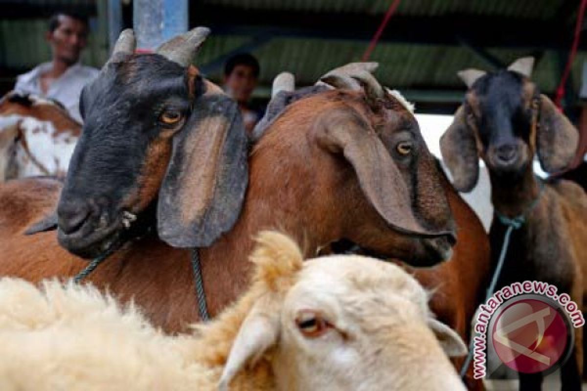 Hewan kurban di Banda Aceh 189 ekor