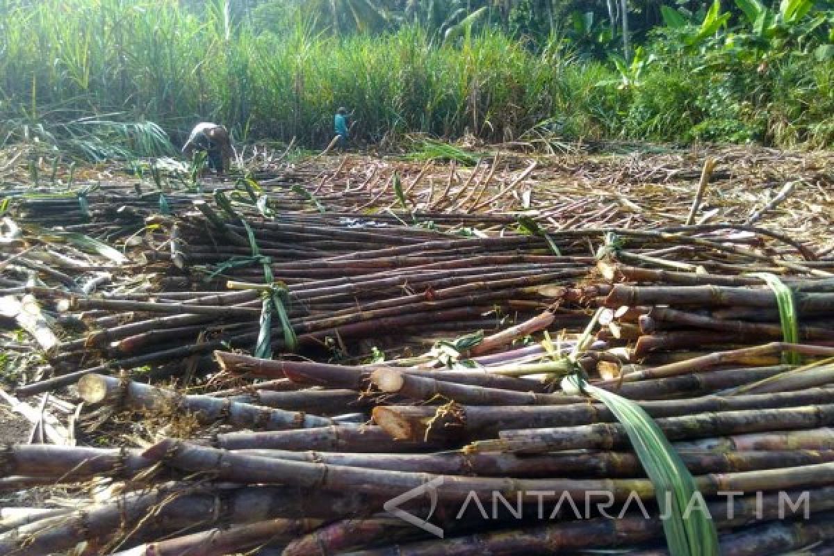 Petani Tebu Kediri Mulai Jual Tebu Ke KTM