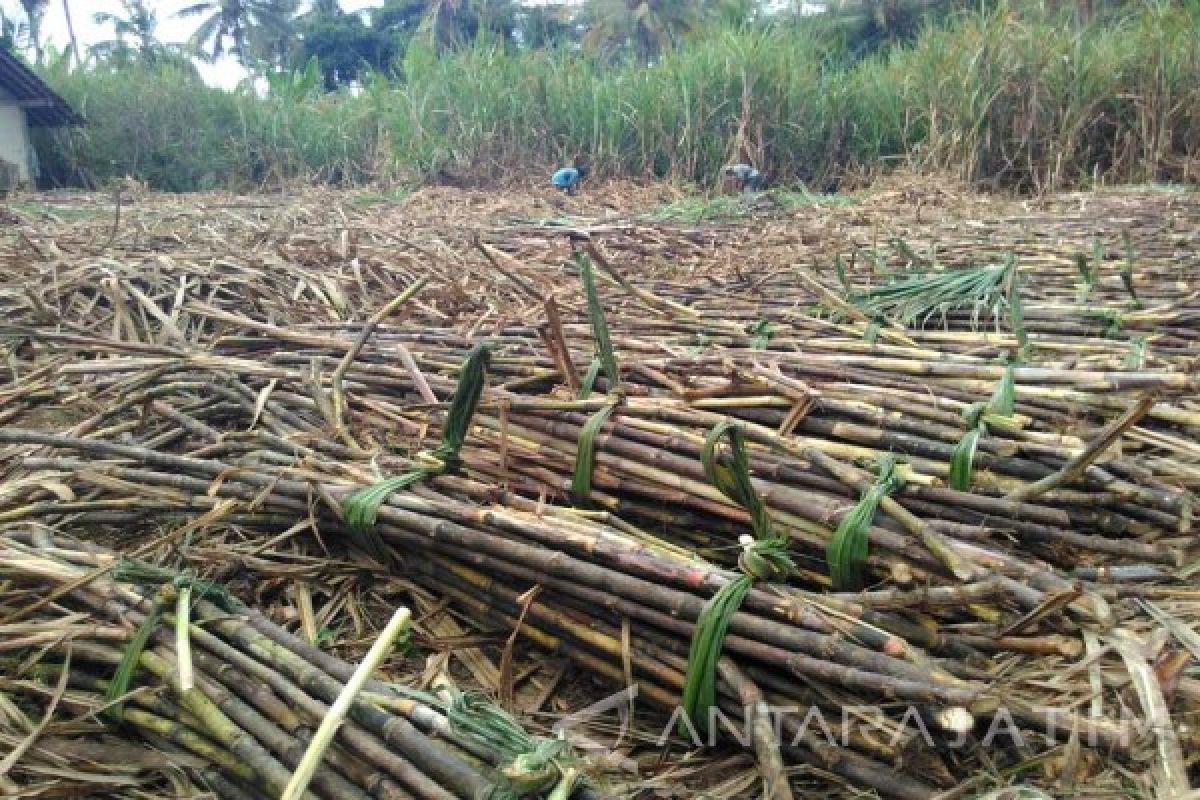 Bupati Malang: Tinjau Ulang PPN Petani Tebu