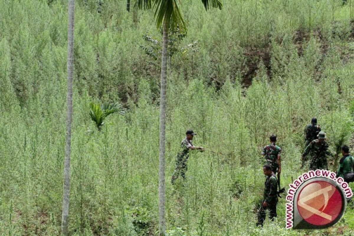 TNI-Polri Oksibil Bersama Warga Musnahkan Ladang Ganja