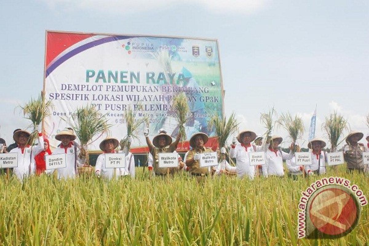 PT Pusri Ajak Petani Terapkan Pemupukan Berimbang