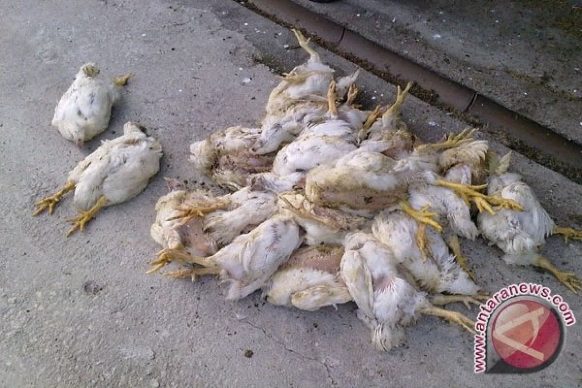 Ribuan Ayam Mati Mendadak Di Sukabumi, Kenapa? 
