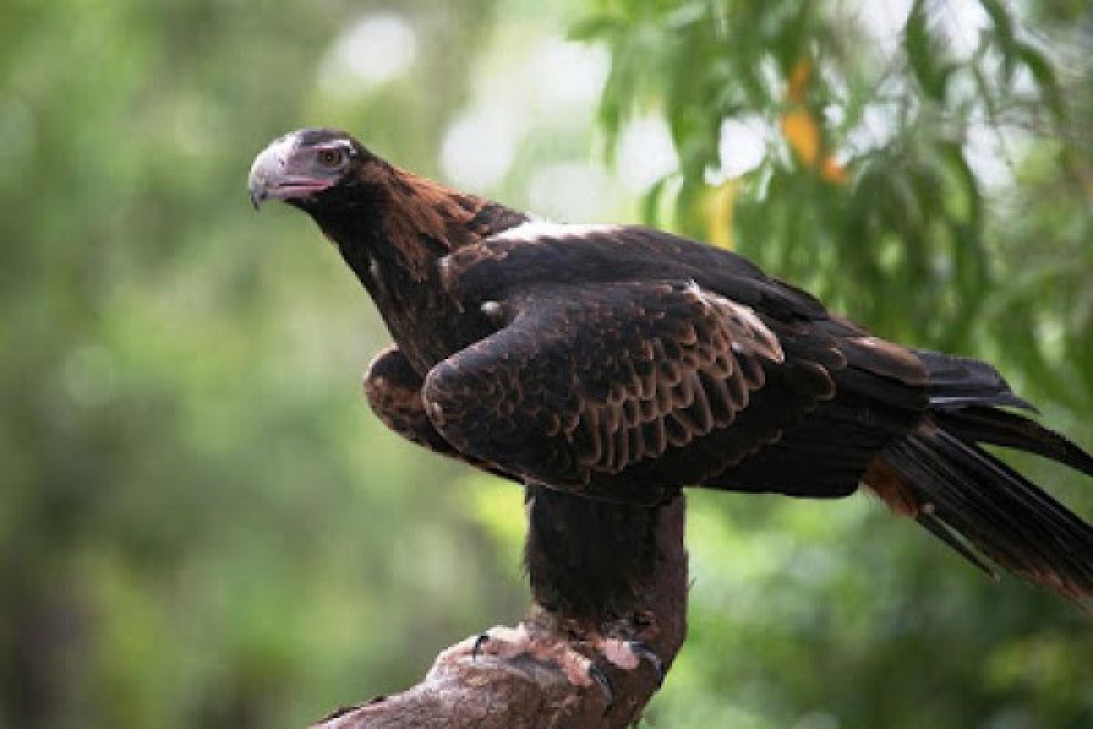 Burung elang serang perempuan dewasa di Australia