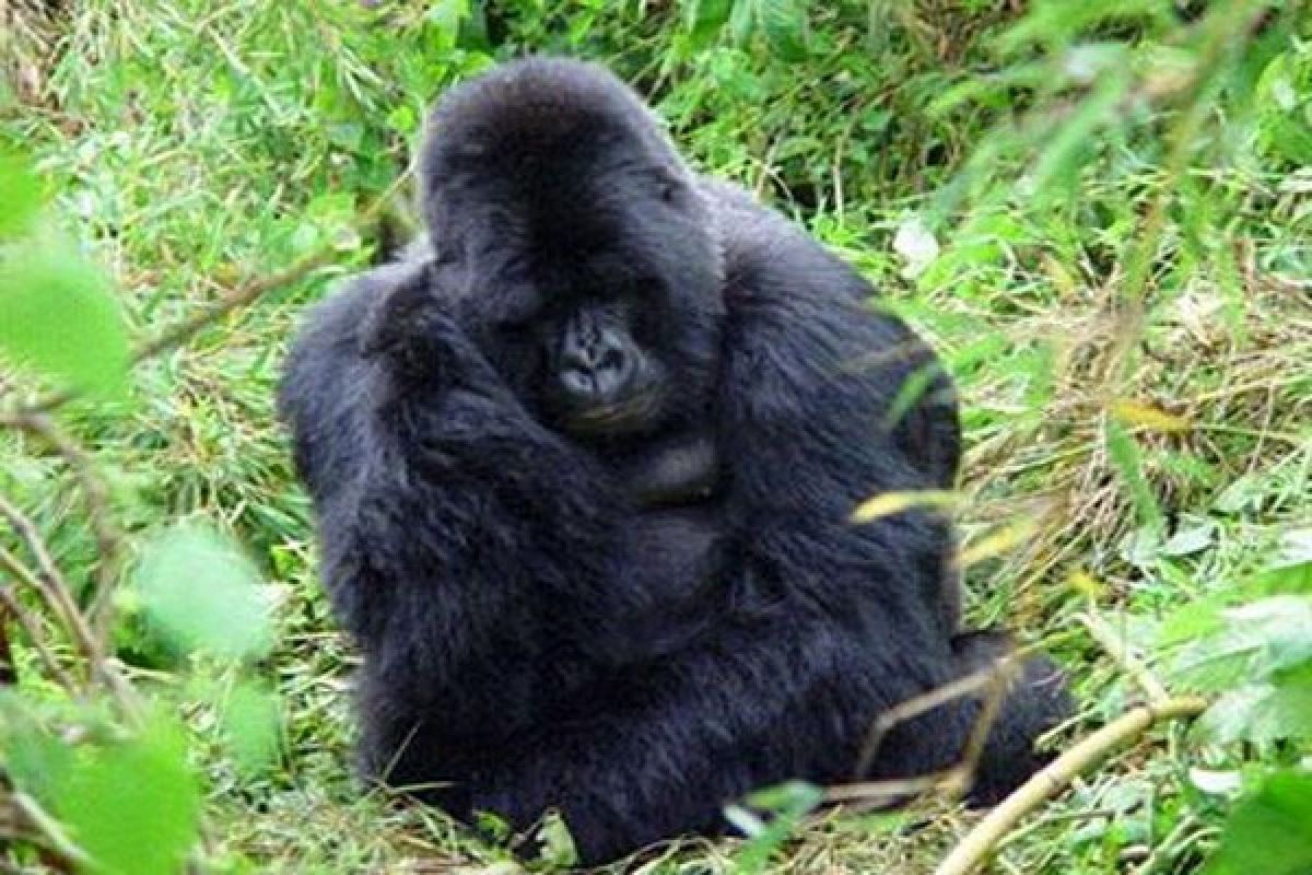 Gambar  sepasang Gorilla DRC viral di Internet