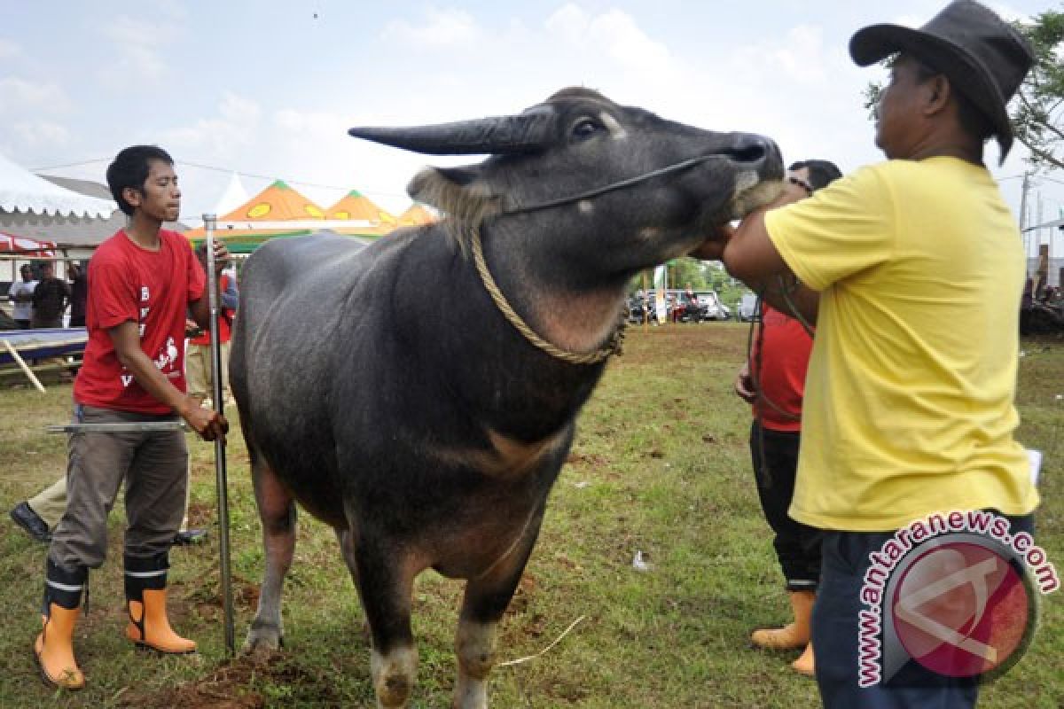 Kerbau untuk kurban ngamuk terpaksa ditembak polisi