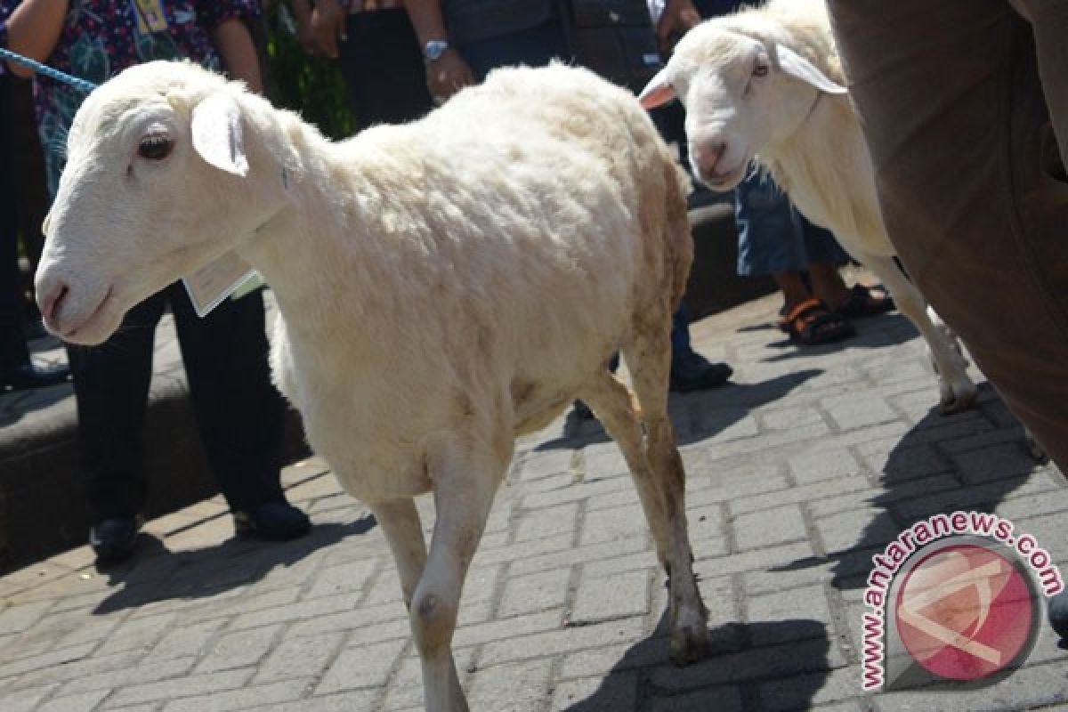 Jatim dijadikan proyek percontohan program domba nasional