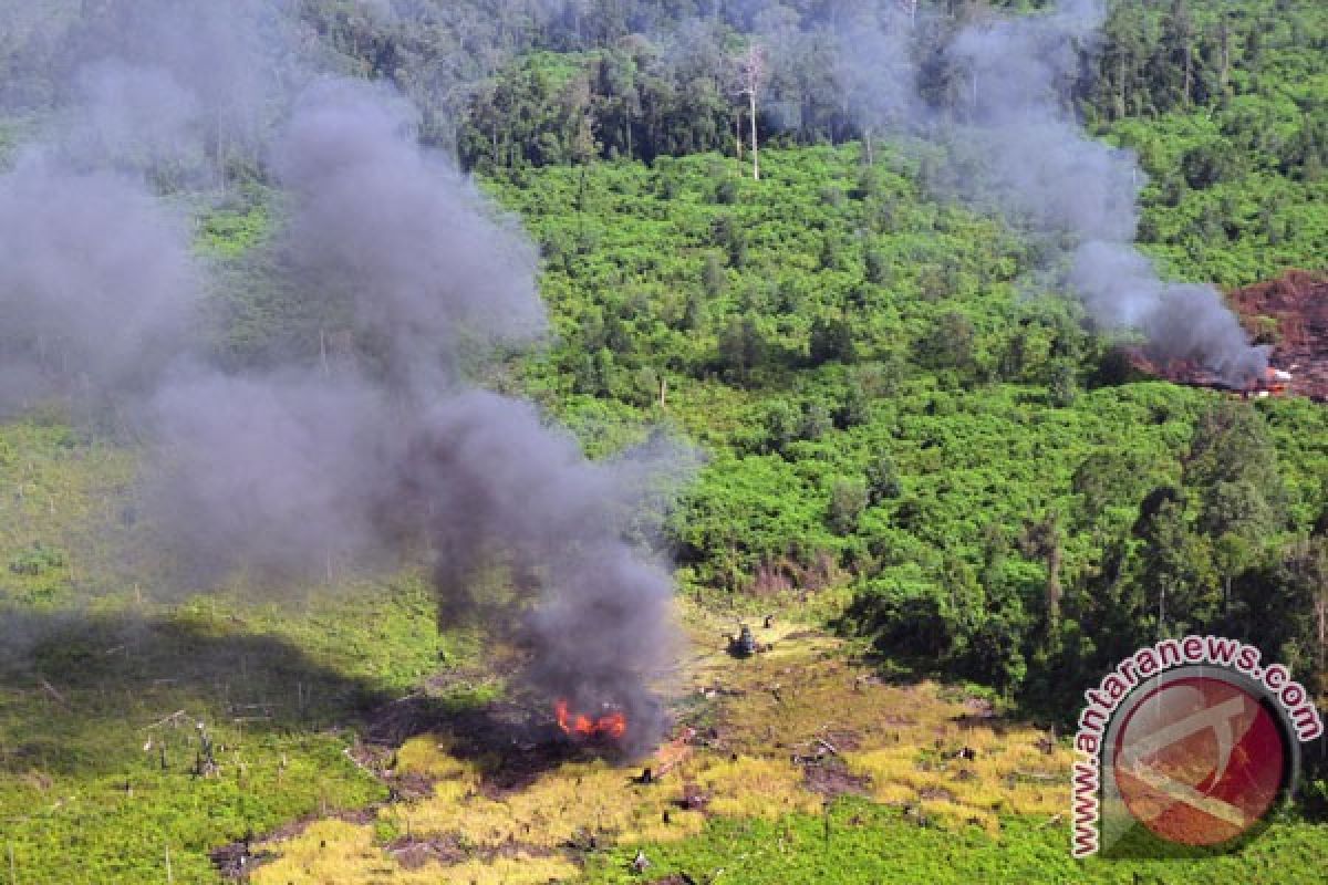 Empat perambah cagar biosfer Riau ditangkap