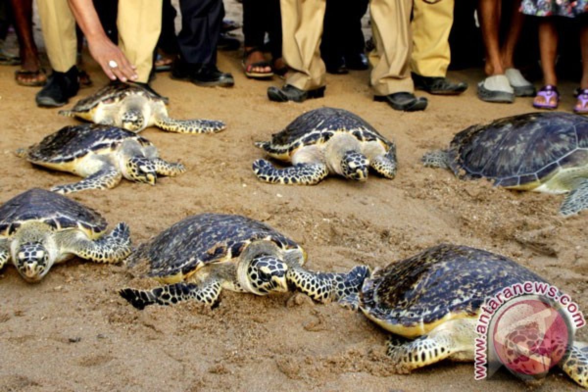 Bantul kembangkan konservasi penyu di empat pantai