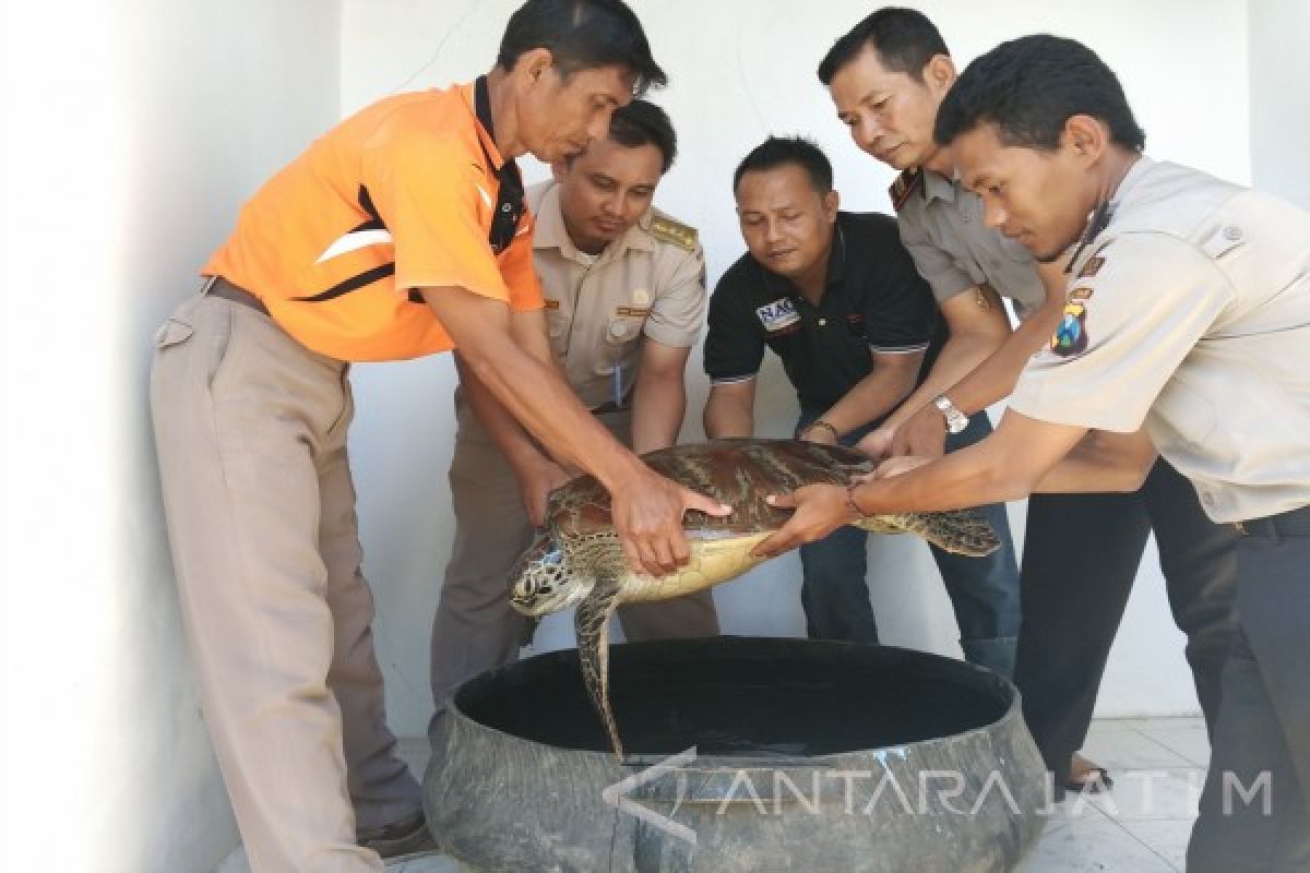 Polres-BKIPM Situbondo Gagalkan Pengiriman Penyu ke Bali