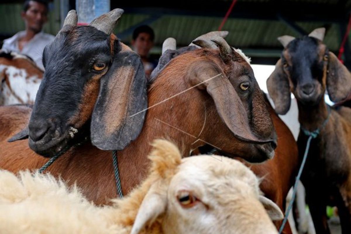 Harga Kambing Kurban di Pekalongan Capai Rp5,2 Juta