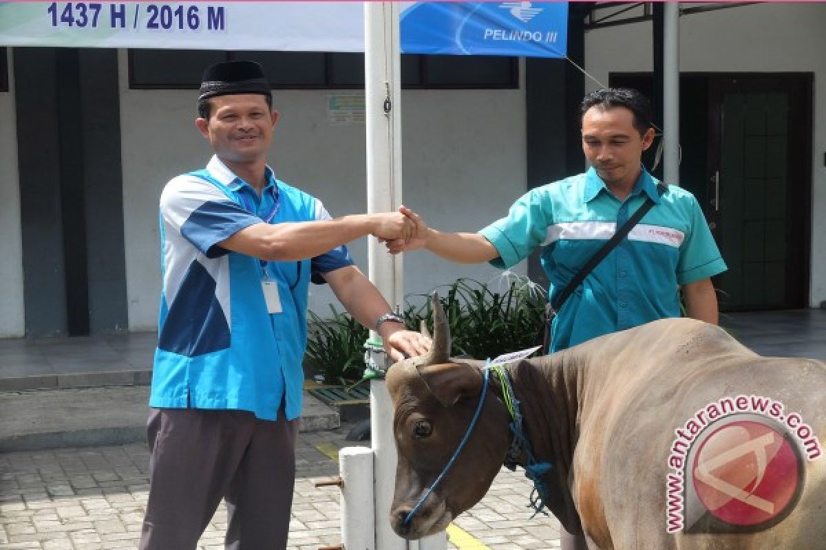 Pelindo Banjarmasin Salurkan Hewan Kurban