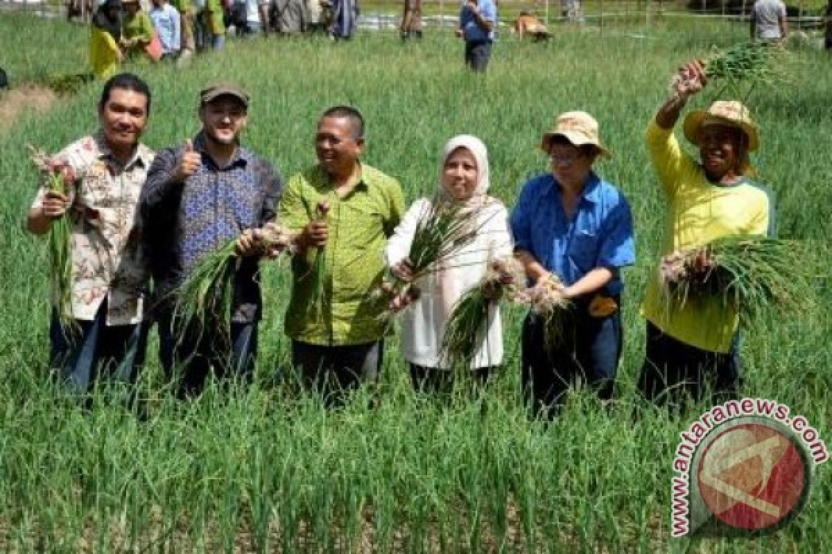 Festival Bawang Merah Di Gelar di Lombok